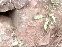 markings3.webp