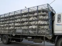 ChickenTruck.webp