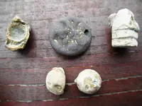 eaglebutton.jpg.webp