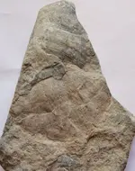 fosssils 2 003.webp