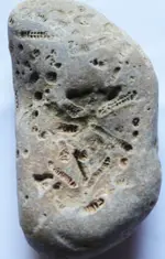 fosssils 2 032.webp