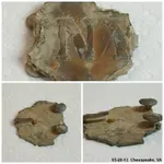 05-20-13_Buckle_Collage.webp