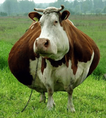 Untitled cow.png