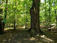 DSCN0265.webp