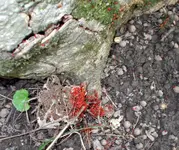 DSCN0271.webp