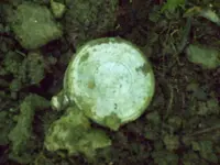 100_2623.webp