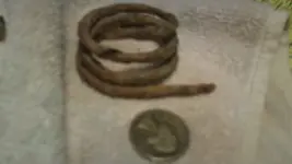 Coil.webp