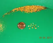 NC Gold 003.webp