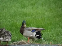 Mallard couple posing for me after climbing out of ditch.webp