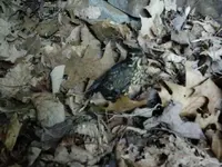 baby robin1.webp