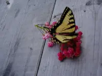 butterfly.webp