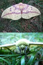 Imperial Moth.webp
