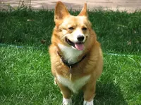Shorty.webp