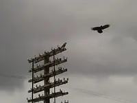 Hawk 017.webp