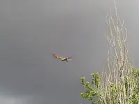 Hawk 030.webp