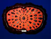 first_frame_firstfind.webp