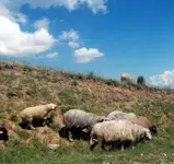 DSCN0286.webp