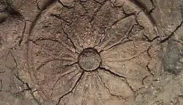 Lid4.webp