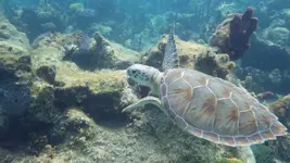 turtle.webp turtle.webp