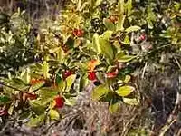 220px-Ilex_vomitoria.webp