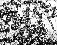 Ants black and white.jpg