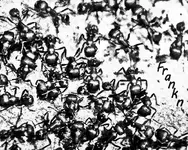 Ants black and white.webp Ants black and white.webp