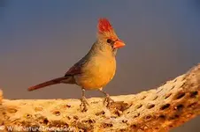 female japanese cardinal.webp