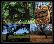 Trail trees collage2.webp