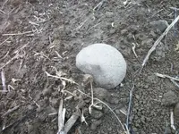 100_4943.webp