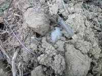 100_6599.webp