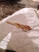 image-1087271798.webp