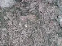 Close-up_2.webp