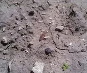 IMG_20130606_144707_364 (1280x1067).webp