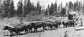 oxen_haul.webp