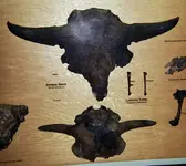 BreaBisonSkulls.webp