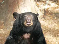 Black Bear 1.webp