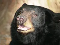 Black Bear 2.webp