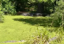 Gator 2.webp