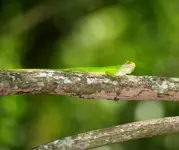 Green Anole.webp