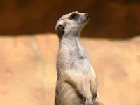 Merkat 3.webp