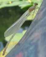 white damsel fly.webp