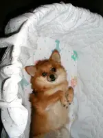 itsy_bitsy_taco.webp