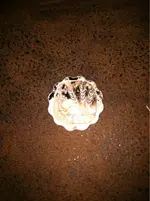image-2838886683.webp