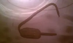IMAG1652.webp