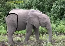 elephantthong.webp