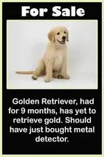 gold.webp