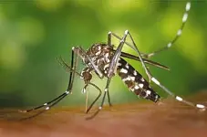 asian-tiger-mosquito.webp