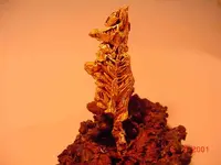 Golden Kangaroo.webp