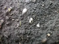 Marginella (1).webp