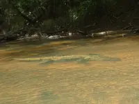 10 foot gator.webp